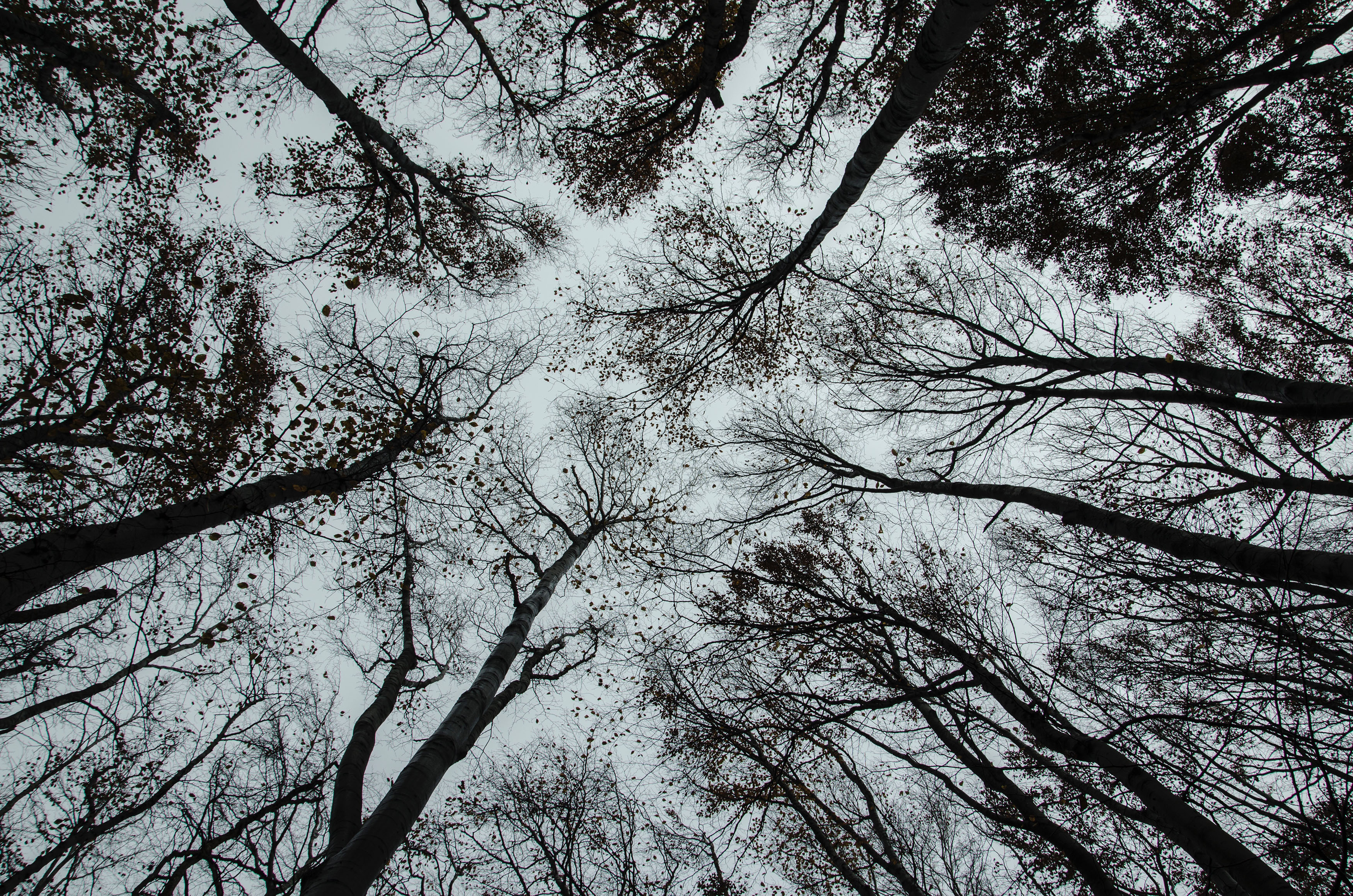 Looking straight up through bare tree branches at an overcast sky